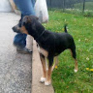 Meet your Posher, Benjamin